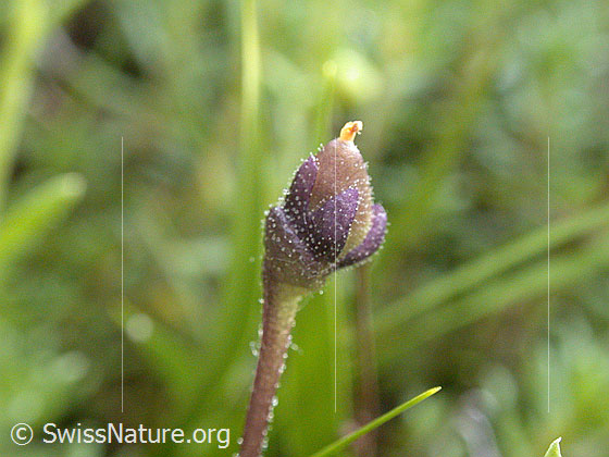 Foto: Verblühtes gemeines Fettblatt 
Lat.: Pinguicula vulgaris