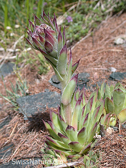 Foto: Alpen Hauswurz 
Lat.: Sempervivum tectorum alpinum
