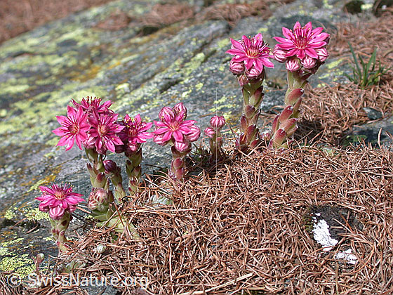 Foto: Spinnweb-Hauswurz 
Lat.: Sempervivum arachnoideum
Familie: Crassulaceae (Dickblattgewächse)