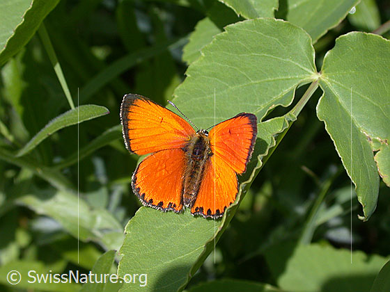 Foto: Dukatenfalter (Lycaena virgaureae). Flügel geöffnet. Ansicht von oben.
Lat.: Lycaena virgaureae
Familie: Lycaenidae (Bläulinge)
Gattung: Lycaena virgaureae