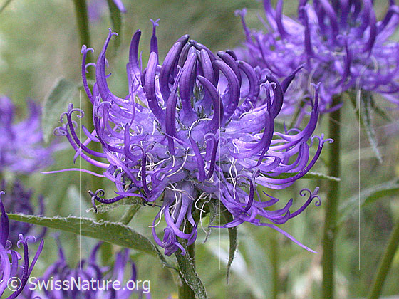 Foto: Wahrscheinlich Rundköpfige Rapunzel (Phyteuma orbiculare). Blüte.