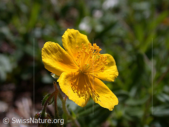 Foto: Alpen-Sonnenröschen, Blüte 
Lat.: Helianthemum alpestre
Familie: Cistaceae (Zistrosengewächse)