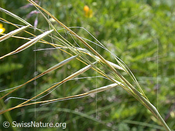 Foto: Zierliches Federgras 
Lat.: Stipa pennata eriocaulis