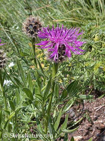 Foto: Alpen-Flockenblume 
Lat.: Centaurea scabiosa alpestris