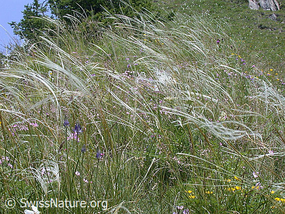 Foto: Zierliches Federgras 
Lat.: Stipa pennata eriocaulis