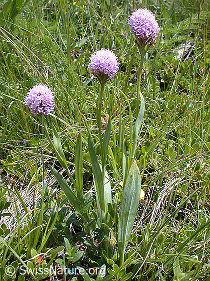 Foto: Kugelorchis 
Lat.: Traunsteinera globosa 
Familie: Orchidaceae
