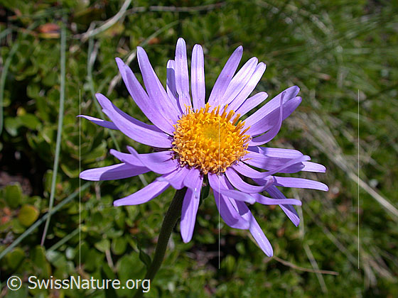 Foto: Alpen-Aster, Blüte 
Lat.: Aster alpinus
Familie: Asteraceae