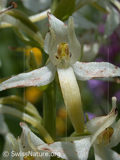 Weisses Breitkölbchen (Platanthera bifolia)