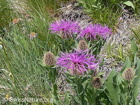 Foto: Federige Flockenblume, Blüten 
Lat.: Centaurea nervosa