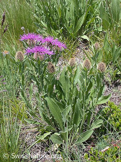 Foto: Federige Flockenblume 
Lat.: Centaurea nervosa