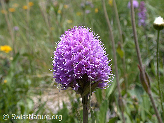 Foto: Kugelorchis, Blüte 
Lat.: Traunsteinera globosa 
Familie: Orchidaceae