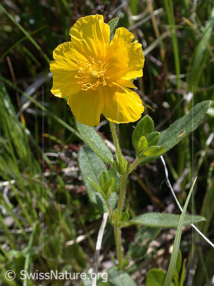 Foto: Grossblütiges Sonnenröschen 
Lat.: Helianthemum nummularium ssp. grandiflorum