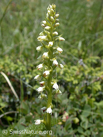 Foto: Weisszunge, Blütenstand 
Lat.: Pseudorchis albida