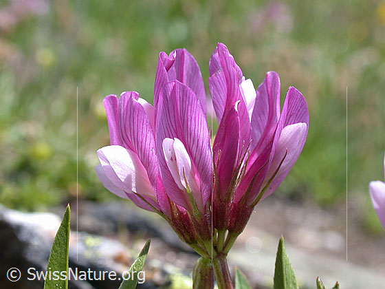 Foto: Alpen-Klee, Blüte 
Lat.: Trifolium alpinum 
Famile: Schmetterlingsblütler
