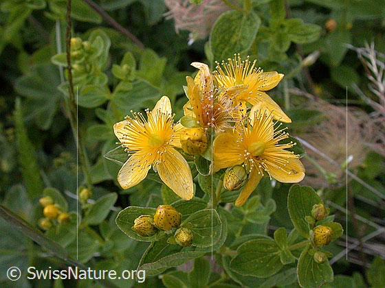 Geflecktes Johanniskraut, Blüte