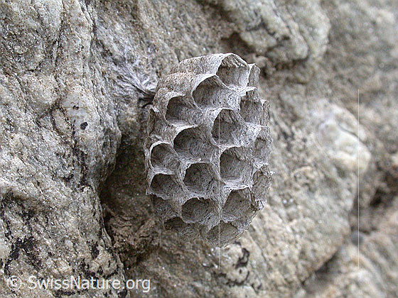 Foto: Wespennest an Felsblock
Lat.: Melitaea athalia