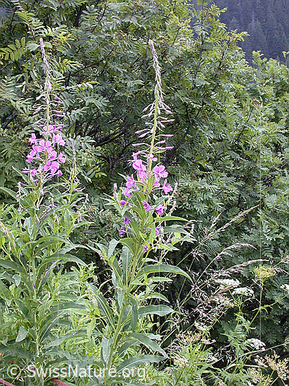 Foto: Wald-Weidenröschen (Epilobium angustifolium). Ganze Pflanze (Habitus).
Lat.: Epilobium angustifolium
Familie: Onagraceae (Nachtkerzengewächse)
Gattung: Epilobium (Weidenröschen)