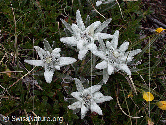 Foto: Gruppe mit 4 Edelweiss. 
Lat.: Leontopodium alpinum
Familie: Asteraceae (Korbblütler)