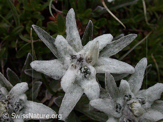 Foto: Edelweiss, Blüte 
Lat.: Leontopodium alpinum
Familie: Asteraceae (Korbblütler)
