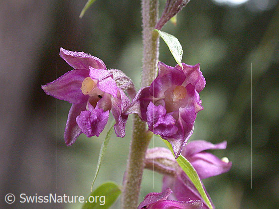 Braunrote Sumpfwurz (Epipactis atrorubens)