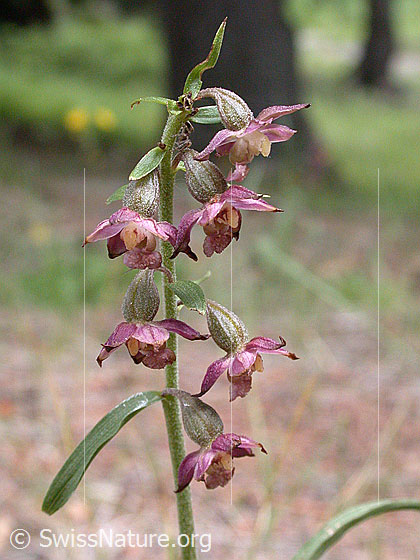 Photo: Epipactis atrorubens