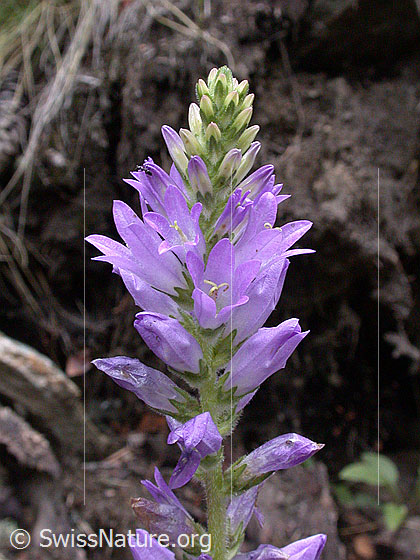 Ährige Glockenblume (Campanula spicata)