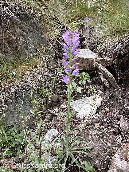 Foto: Ährige Glockenblume. Ganze Pflanze.
Lat.: Campanula spicata
Familie: Campanulaceae (Glockenblumengewächse)
