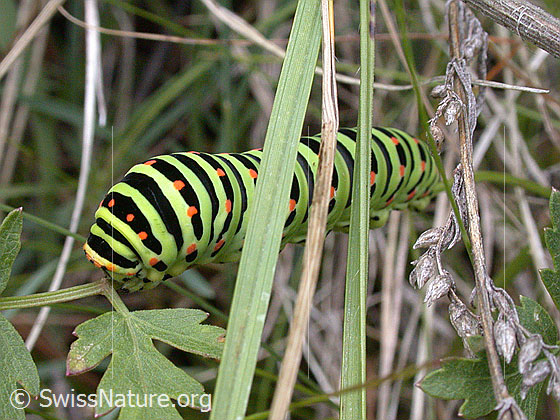 Foto: Raupe des Schwalbenschwanz
Lat.: Papilio machaon