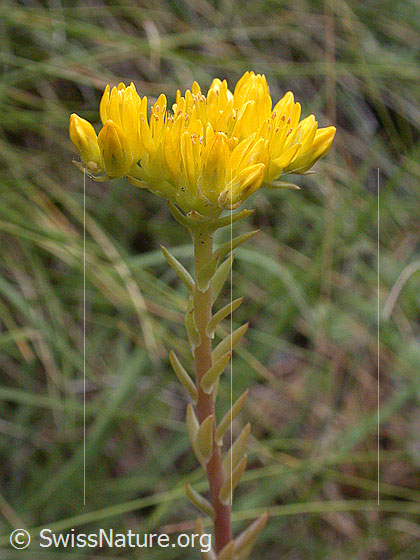 Foto: Felsen-Mauerpfeffer. Blüte 
Lat.: Sedum rupestre
Familie: Crassulaceae (Dickblattgewächse)