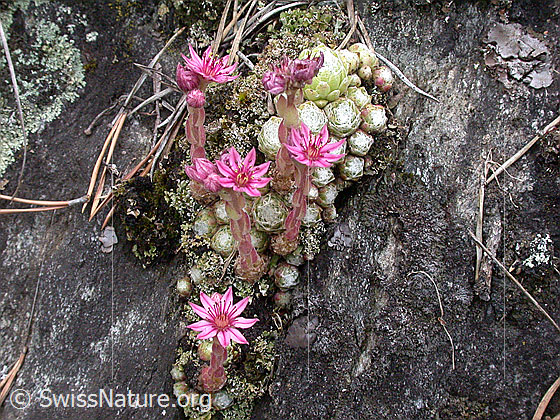 Foto: Spinnweb-Hauswurz 
Lat.: Sempervivum arachnoideum
Familie: Crassulaceae (Dickblattgewächse)
