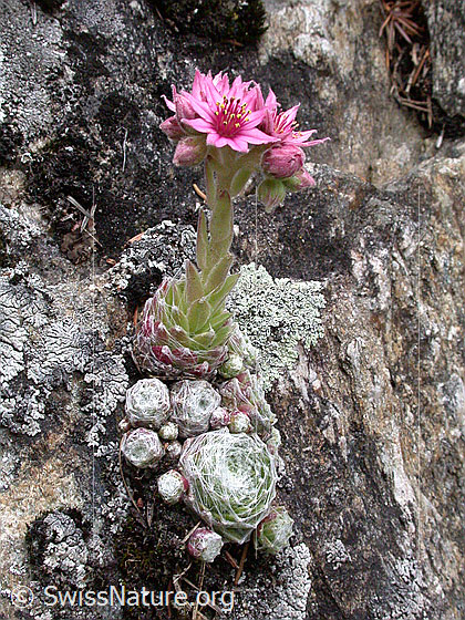 Foto: Spinnweb-Hauswurz im Fels.
Lat.: Sempervivum arachnoideum
Familie: Crassulaceae (Dickblattgewächse)