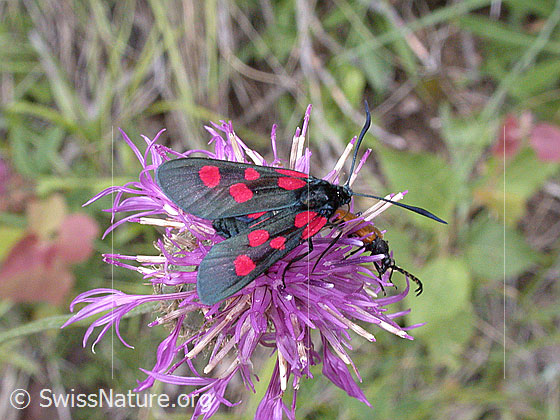 Grosses Fünffleck-Widderchen (Zygaena lonicerae)