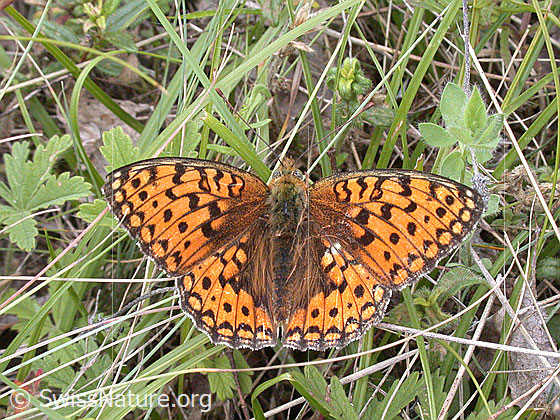 Foto: Grosser Perlmutterfalter
Lat.: Argynnis aglaja
