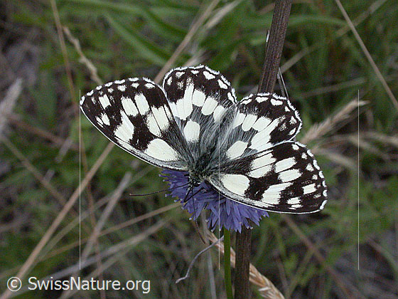 Foto: Schachbrett (Melanargia galathea) auf Berg-Jasione (Jasione montana). Flügel geöffnet.