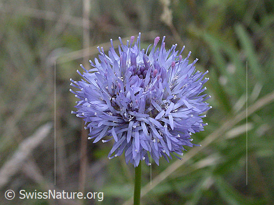 Photo: Jasione montana. Blossom.