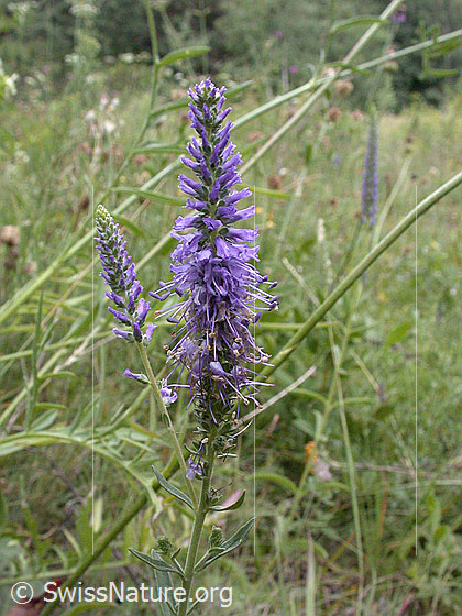Foto: Ähriger Ehrenpreis (Veronica spicata). Blütenstand. Wird auch Ähriger Blauweiderich genannt.
Lat.: Veronica spicata, Pseudolysimachion spicatum
Familie: Plantaginaceae (Wegerichgewächse)
Gattung: Veronica (Ehrenpreis)