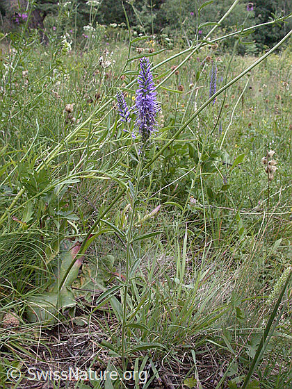 Foto: Ähriger Ehrenpreis (Veronica spicata). Ganze Pflanze (Habitus)
Lat.: Veronica spicata
Familie: Plantaginaceae (Wegerichgewächse)
Gattung: Veronica (Ehrenpreis)