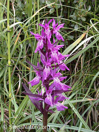 Foto: Breitblättiges Knabenkraut, Blütenstand 
Lat.: Dactylorhiza majalis