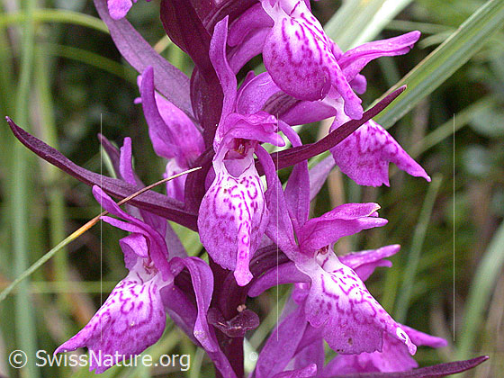 Foto: Breitblättiges Knabenkraut, einzelne Blüten 
Lat.: Dactylorhiza majalis