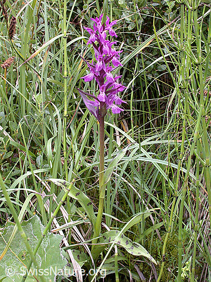 Foto: Breitblättiges Knabenkraut, ganze Pflanze 
Lat.: Dactylorhiza majalis