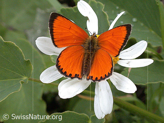 Foto: Dukatenfalter (Lycaena virgaureae). Flügel geöffnet. Ansicht von oben.
Lat.: Lycaena virgaureae
Familie: Lycaenidae (Bläulinge)
Gattung: Lycaena virgaureae
