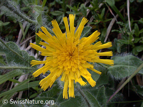 Foto: Zottiges Habichtskraut, geöffnete Blüte 
Lat.: Hieracium villosum