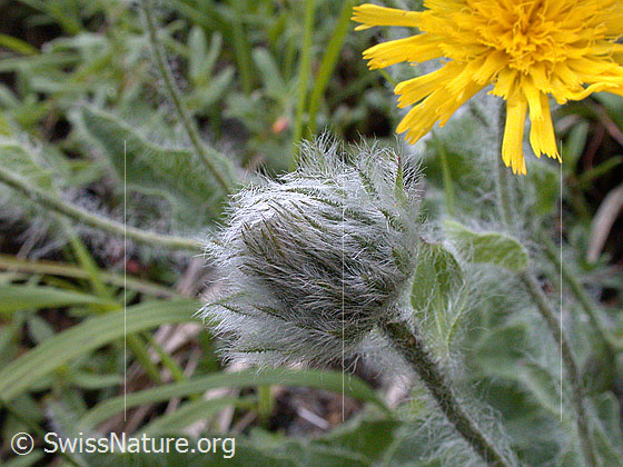 Foto: Zottiges Habichtskraut, Blüte 
Lat.: Hieracium villosum