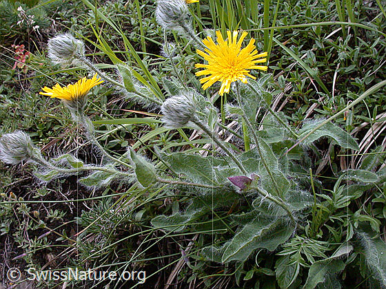 Foto: Zottiges Habichtskraut, ganze 
Pflanze Lat.: Hieracium villosum