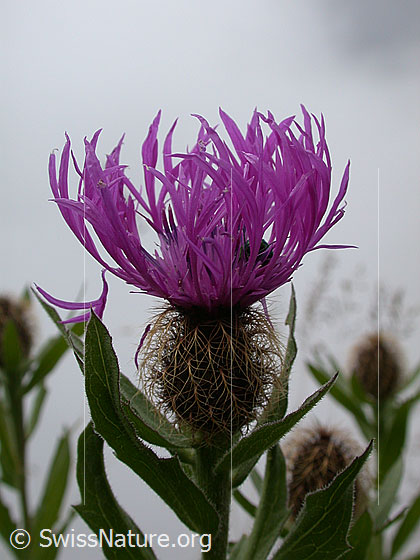 Foto: Federige Flockenblume, Blüte 
Lat.: Centaurea nervosa 
Familie: Korbblütler