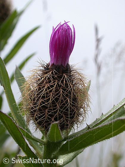 Foto: Federige Flockenblume, wenig geöffnete Blüte 
Lat.: Centaurea nervosa 
Familie: Korbblütler