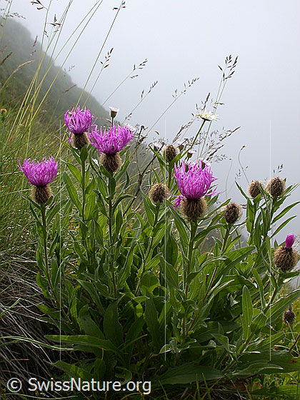 Foto: Federige Flockenblume 
Lat.: Centaurea nervosa 
Familie: Korbblütler