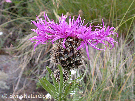 Foto: Alpen-Flockenblume, Blüte 
Lat.: Centaurea scabiosa alpestris 
Famile: Korbblütler