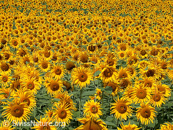 Foto: Einjährige Sonnenblumen
Lat.: Helianthus annuus
Familie: Asteraceae