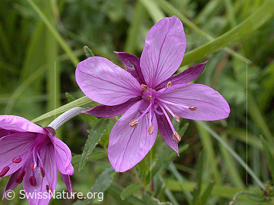 Foto: Fleischers Weidenröschen, Blüte 
Lat.: Epilobium fleischeri 
Familie: Onagraceae (Nachtkerzengewächse)
Gattung: Epilobium (Weidenröschen)